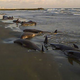 Image for article titled Whales Beach Selves In Attempt To Purchase 'The Onion Book Of Known Knowledge'